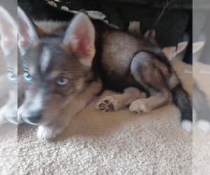 Gerberian Shepsky Puppy for sale in EDMORE, MI, USA