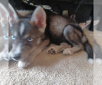 Image preview for Ad Listing. Nickname: Puppy 3