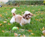Small #4 Shih Tzu