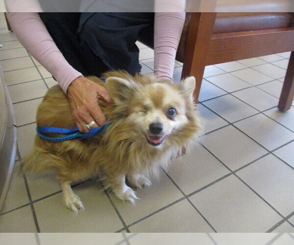 Medium Photo #1 Pomeranian Puppy For Sale in Ocala, FL, USA