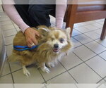 Small Pomeranian