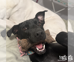 Small #13 Labrador Retriever-Retriever  Mix