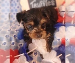 Small #7 Yorkshire Terrier