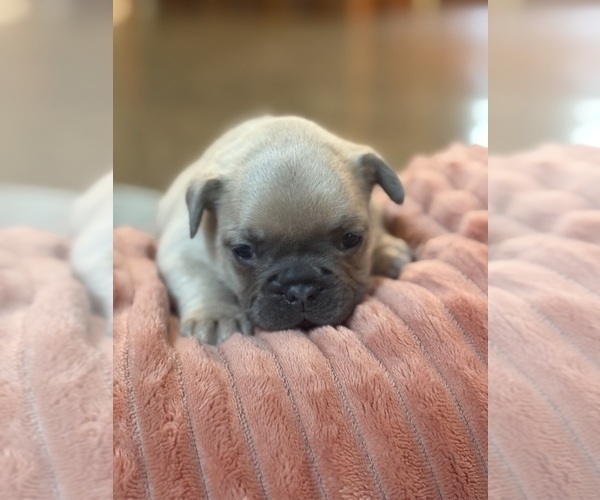 Medium Photo #3 French Bulldog Puppy For Sale in MARSHFIELD, MO, USA