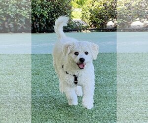 Bichon Frise Dogs for adoption in Agoura Hills, CA, USA