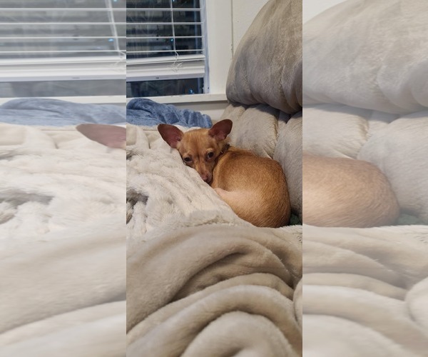 Medium Photo #1 Chihuahua Puppy For Sale in Seattle, WA, USA
