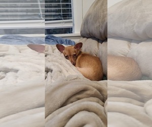 Chihuahua Dogs for adoption in Seattle, WA, USA
