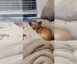 Small Chihuahua