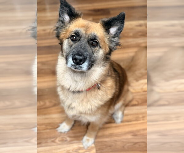 Medium Photo #1 Mutt Puppy For Sale in Royal Palm Beach, FL, USA