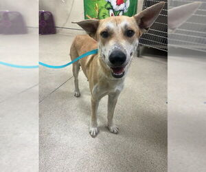 German Shepherd Dog-Unknown Mix Dogs for adoption in Riverside, CA, USA