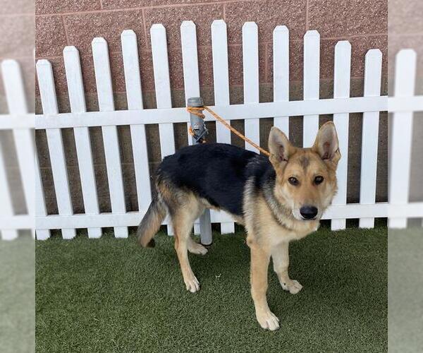 Medium Photo #1 German Shepherd Dog Puppy For Sale in Modesto, CA, USA