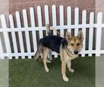 Small German Shepherd Dog