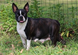 Mother of the Boston Terrier puppies born on 09/13/2017