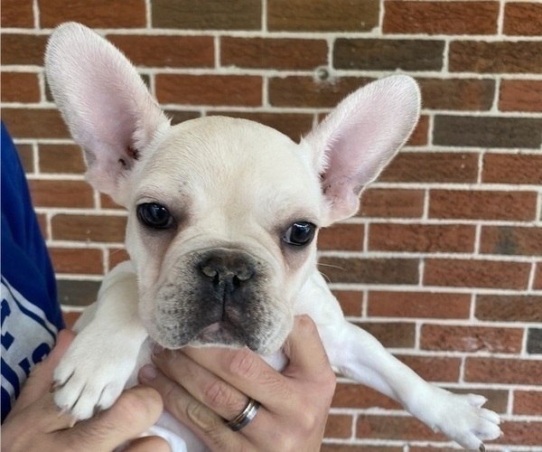 Medium Photo #3 French Bulldog Puppy For Sale in COCHRAN, GA, USA