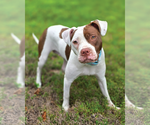 Small #3 American Pit Bull Terrier
