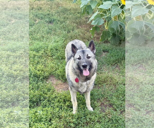 Medium Photo #2 Norwegian Elkhound Puppy For Sale in St. Louis Park, MN, USA