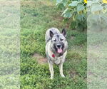 Small #1 Norwegian Elkhound
