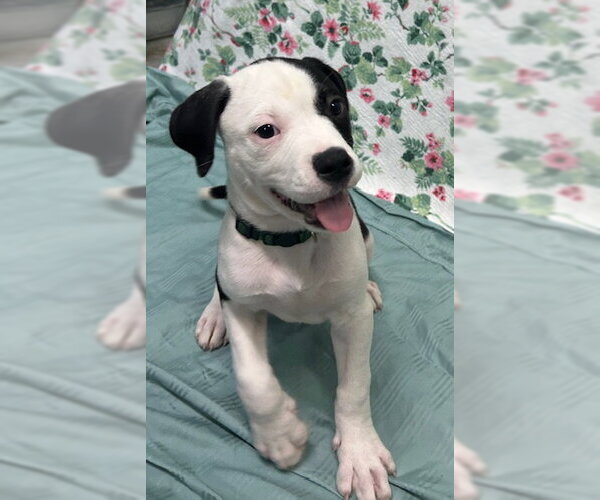 Medium Photo #2 American Bulldog-Unknown Mix Puppy For Sale in Wetumpka, AL, USA