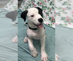 Small #1 American Bulldog Mix