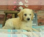 Small Photo #2 Goldendoodle Puppy For Sale in KARLSTAD, MN, USA