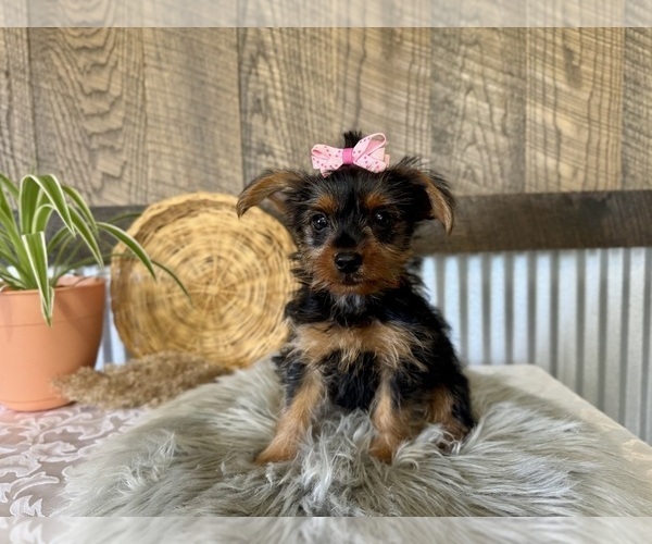 Medium Photo #4 Yorkshire Terrier Puppy For Sale in NAPPANEE, IN, USA