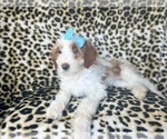 Small #8 Cavapoo