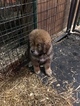 Small #3 Tibetan Mastiff