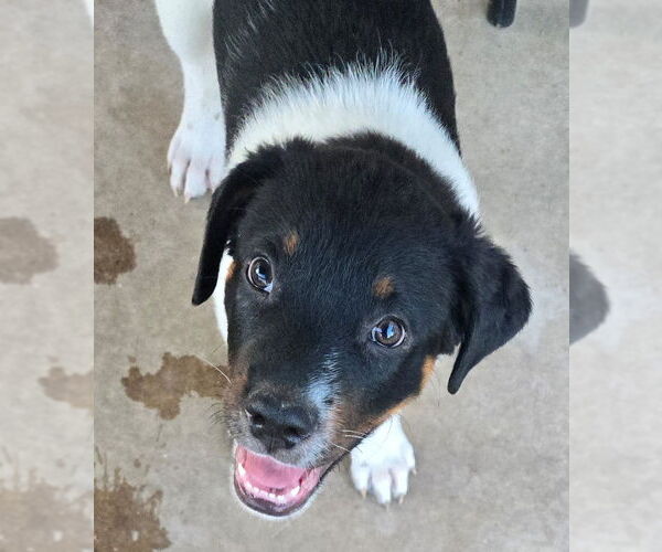 Medium Photo #3 Labrador Retriever-Unknown Mix Puppy For Sale in San Antonio, TX, USA