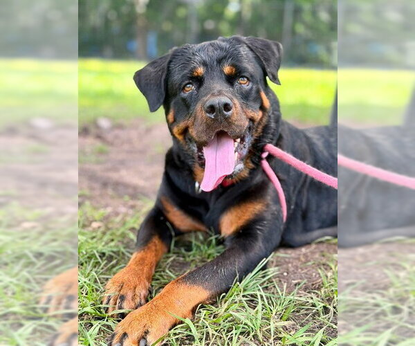 Medium Photo #3 Rottweiler Puppy For Sale in Palmetto, FL, USA