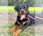 Small #2 Rottweiler