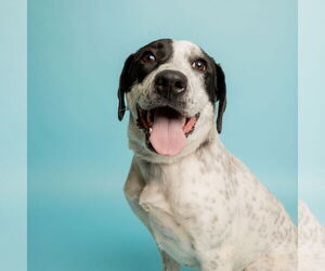 Mutt Dogs for adoption in Rowlett, TX, USA