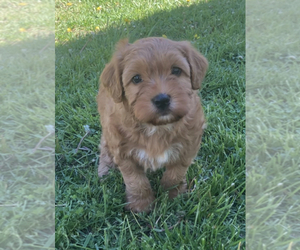 Whoodle Puppy for sale in ALBERTON, MT, USA