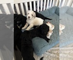 Puppy Cedric Double Doodle
