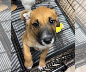 Anatolian Shepherd Dogs for adoption in Gilberts, IL, USA