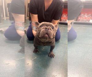 French Bulldog-Unknown Mix Dogs for adoption in Chico, CA, USA