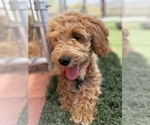 Small #3 Goldendoodle-Poodle (Toy) Mix