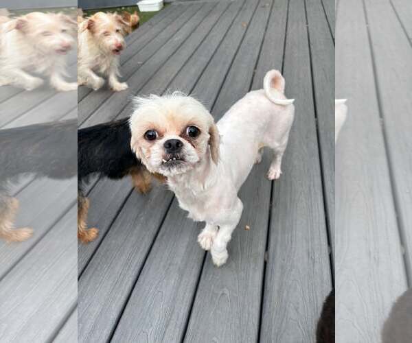 Medium Photo #1 Mal-Shi Puppy For Sale in Princeton, MN, USA