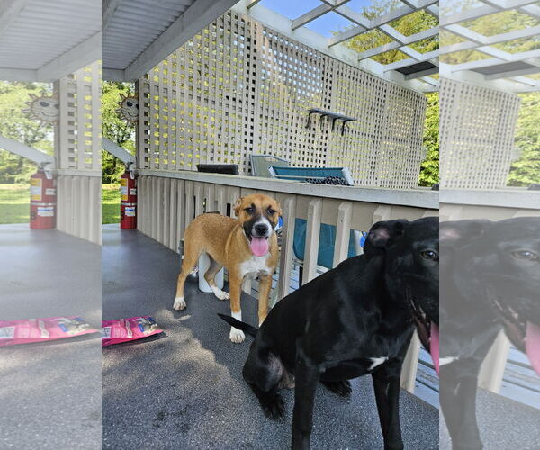 Medium Photo #2 Boxer Puppy For Sale in Thomasville, NC, USA