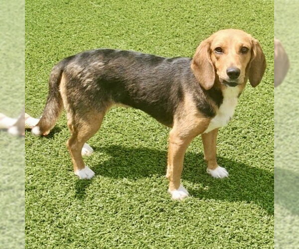 Medium Photo #2 Beagle Puppy For Sale in Batavia, OH, USA