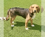 Small #1 Beagle
