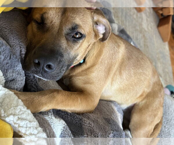 Medium Photo #8 Black Mouth Cur-Unknown Mix Puppy For Sale in Brewster, NY, USA