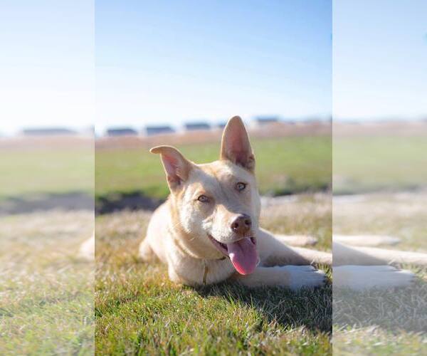 Medium Photo #3 Collie-Unknown Mix Puppy For Sale in Sandy, UT, USA