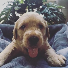 Labradoodle Puppy for sale in MINERAL WELLS, WV, USA