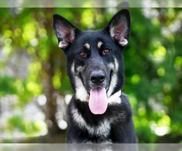 Medium Photo #1 German Shepherd Dog Puppy For Sale in Tavares, FL, USA