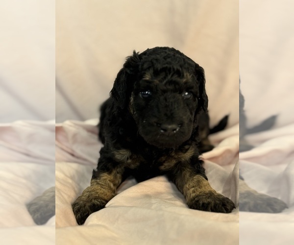 Medium Photo #5 Bernedoodle (Miniature) Puppy For Sale in LONGMONT, CO, USA