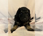 Cordell - Female Bernedoodle (Miniature) Puppy for Sale - Photo #5