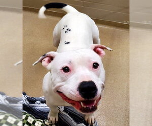 Mutt Dogs for adoption in Decatur, IL, USA