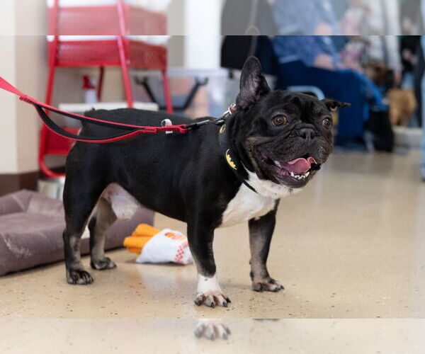 Medium Photo #8 French Bulldog Puppy For Sale in Mundelein, IL, USA