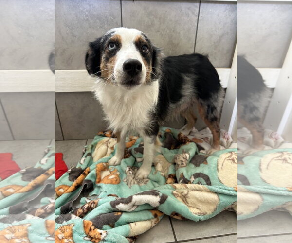 Medium Photo #3 Australian Shepherd Puppy For Sale in Pacolet, SC, USA