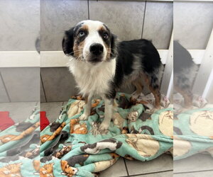 Daisy Aug 26 - Female Australian Shepherd Dog for Adoption - Photo #3